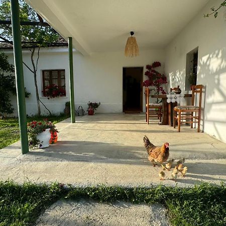 Guesthouse Vitoria - Mrizi I Zanave Fishte Ngoại thất bức ảnh
