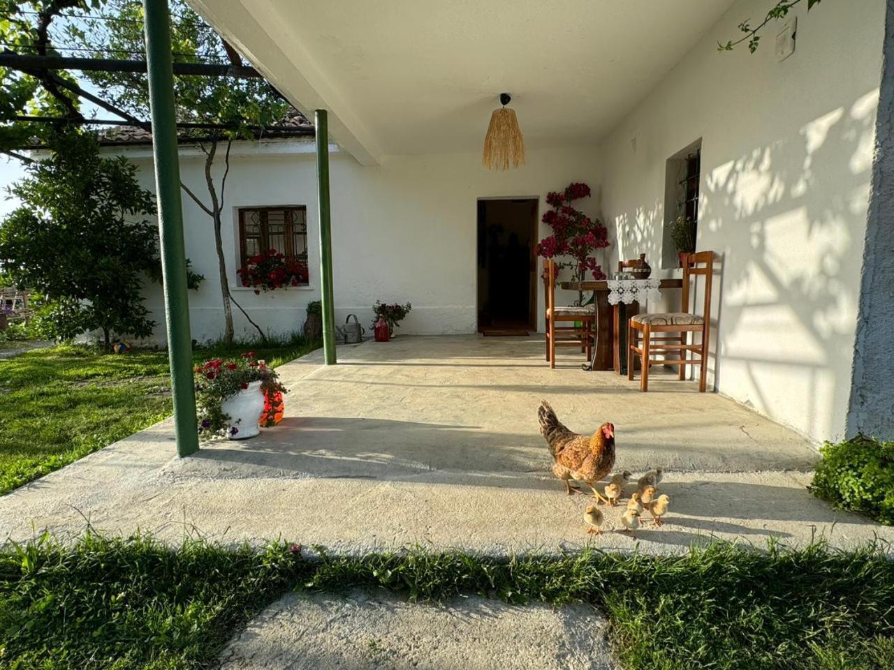 Guesthouse Vitoria - Mrizi I Zanave Fishte Ngoại thất bức ảnh